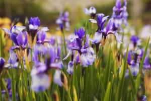 Tour a Texas Iris Farm