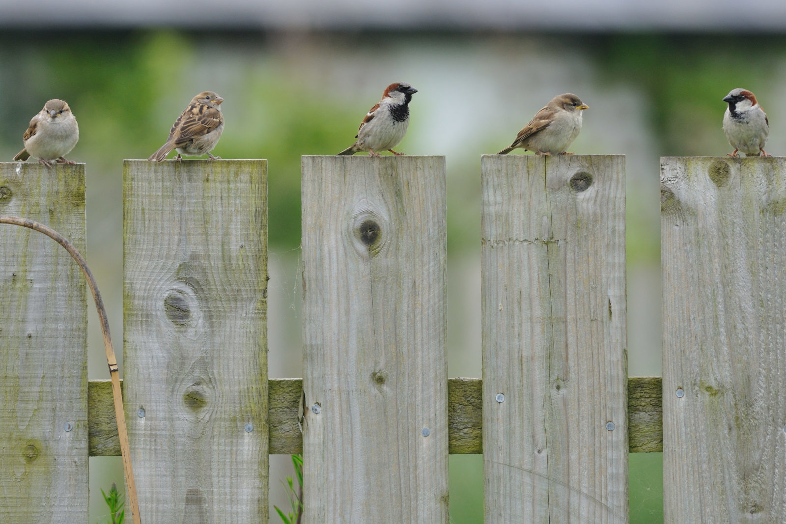 Field Guide to Texas Birds | Texas Heritage for Living
