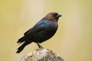 Texas birds - brown-headed cowbird