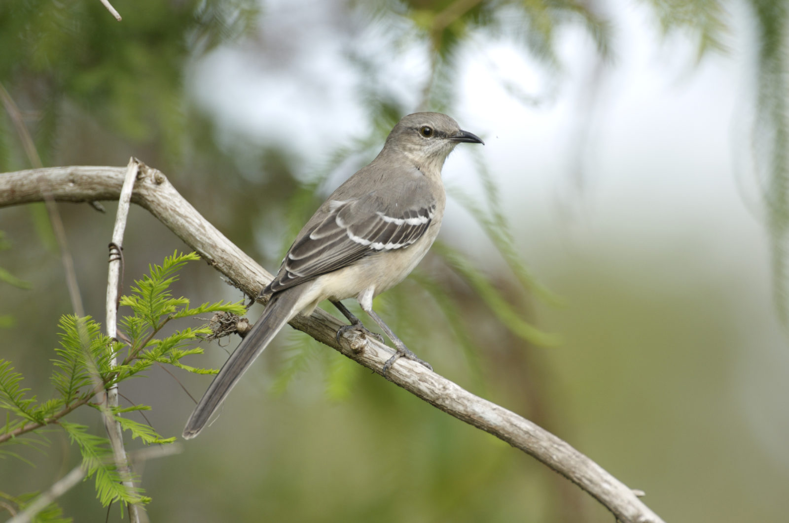 Texas birds - northern mockingbird