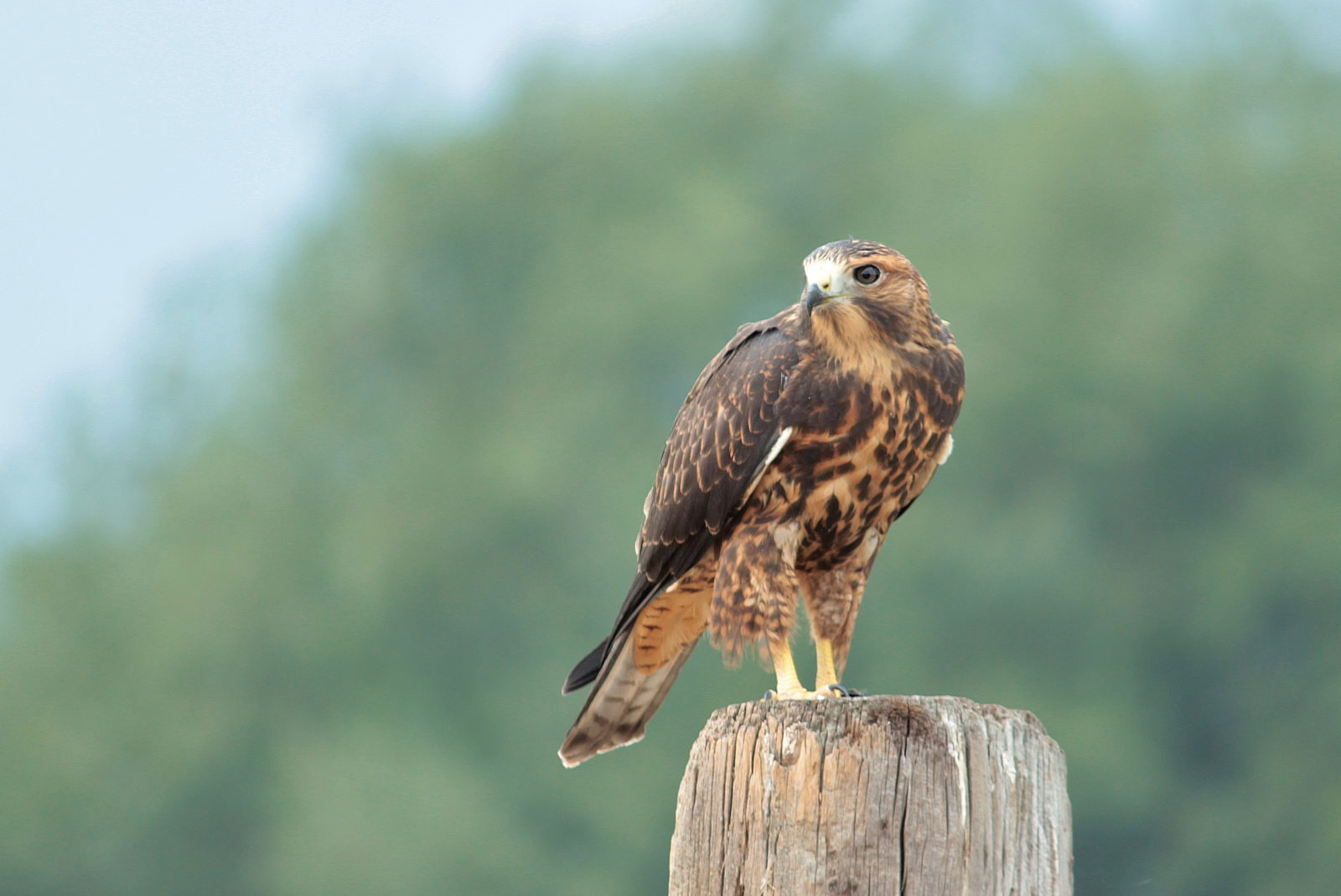 Texas birds - red tailed hawk