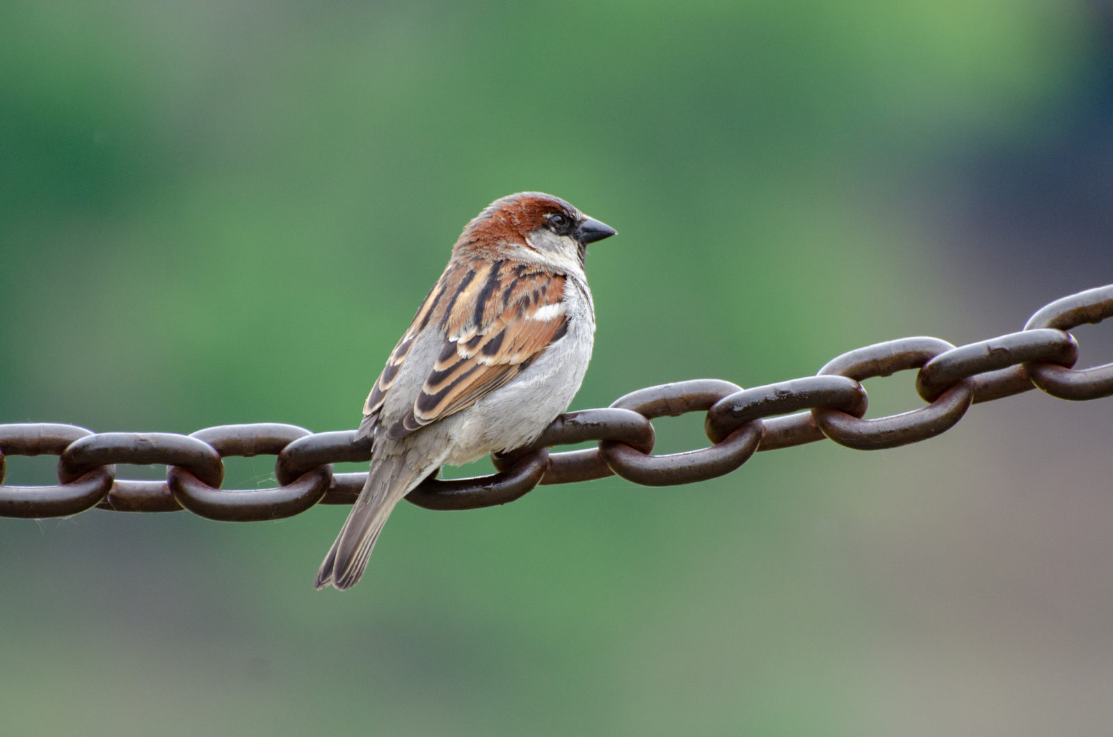 Texas birds - house sparrow
