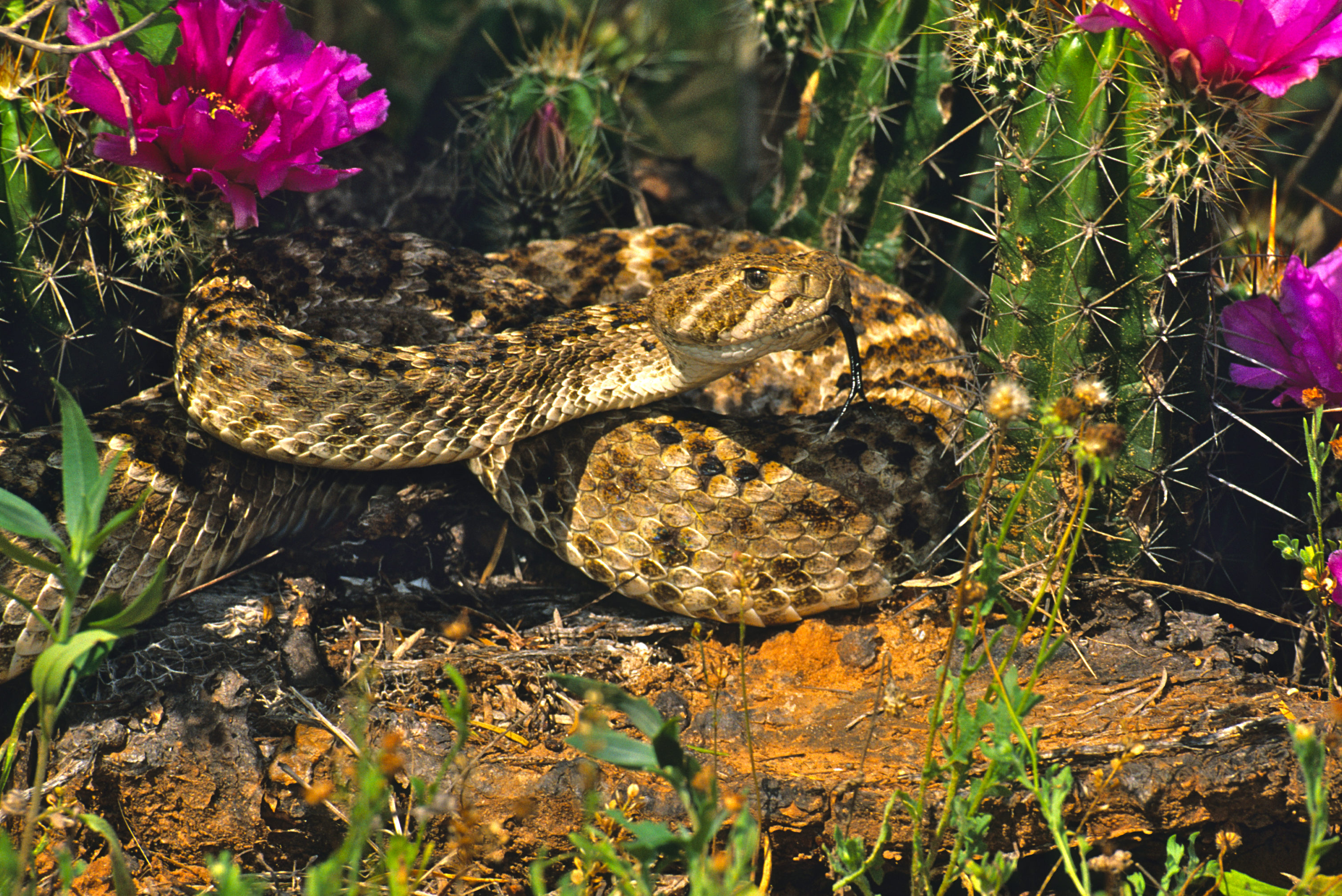 March Events Animal Encounters Texas Heritage for Living