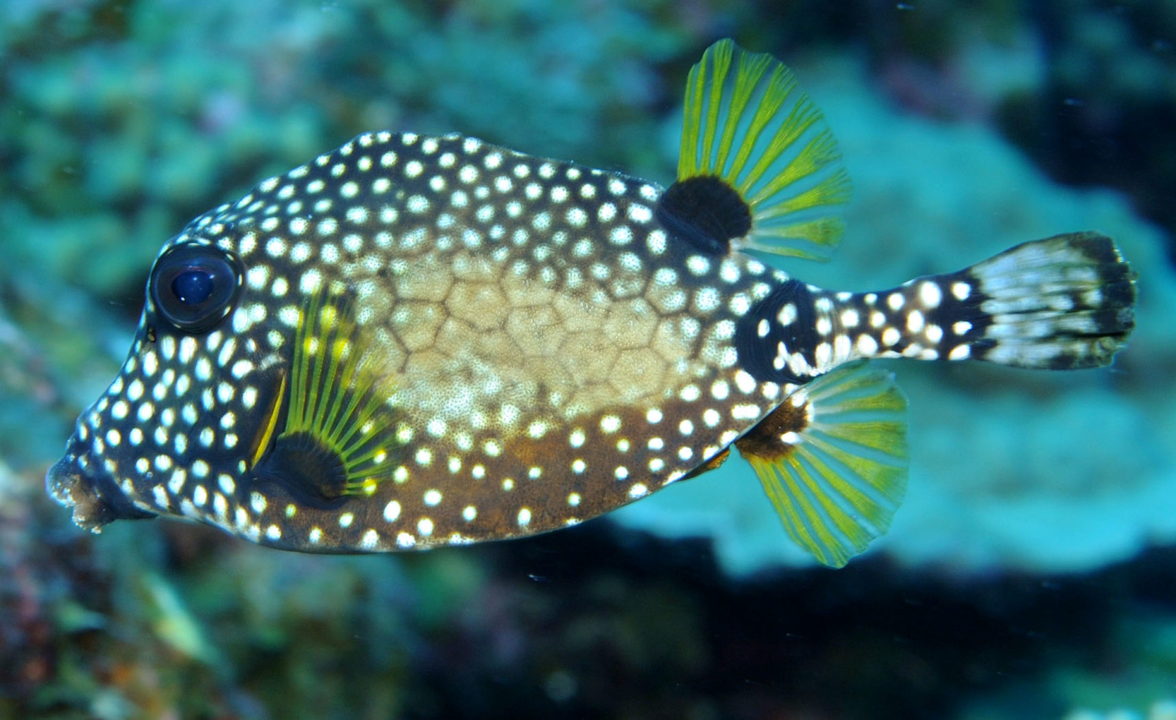 Flower Garden Banks: Texas’ National Marine Sanctuary | Texas Heritage ...