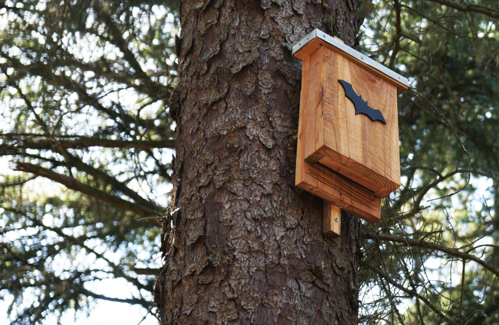 Why Every Backyard Needs a Bat Box | Texas Heritage for Living