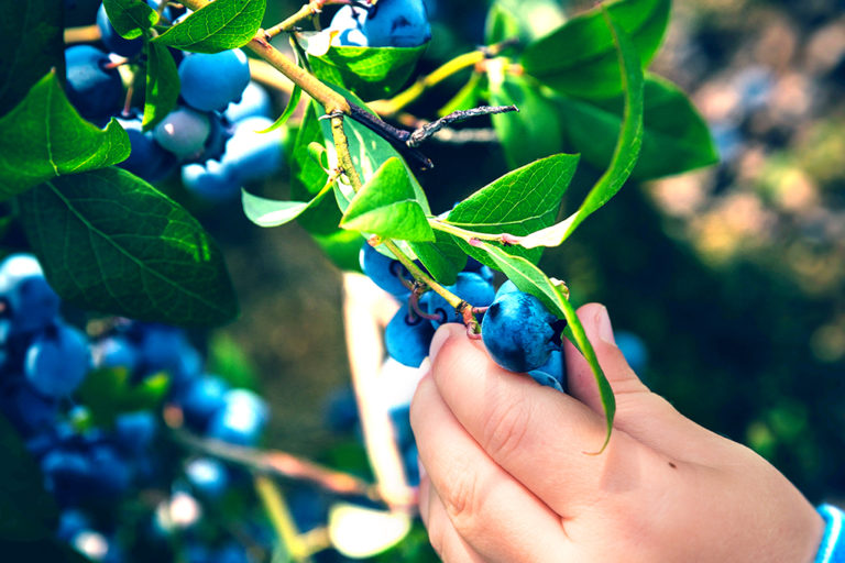 Your Guide to Growing Berries in Your Backyard Texas Heritage for Living