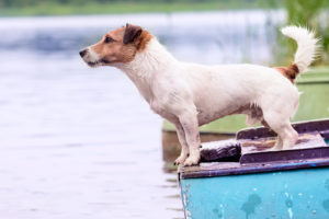Keep Your Dog Safe from Texas’ Deadly Toxic Algae Blooms