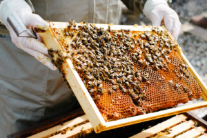 Preserving and Protecting Texas Honey Production