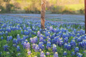 5 Best Places to See Texas Bluebonnets