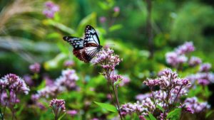 How To Make a Butterfly Garden