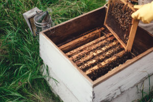 A Beginner’s Guide to Backyard Beekeeping