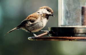 DIY bird feeders