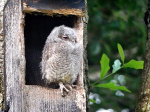 DIY owl box