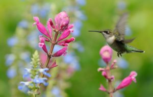 how to make a hummingbird garden