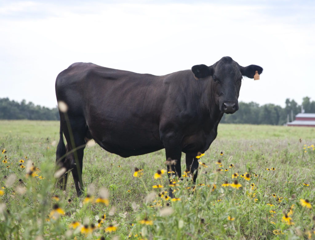 Angus cow breeds in Texas