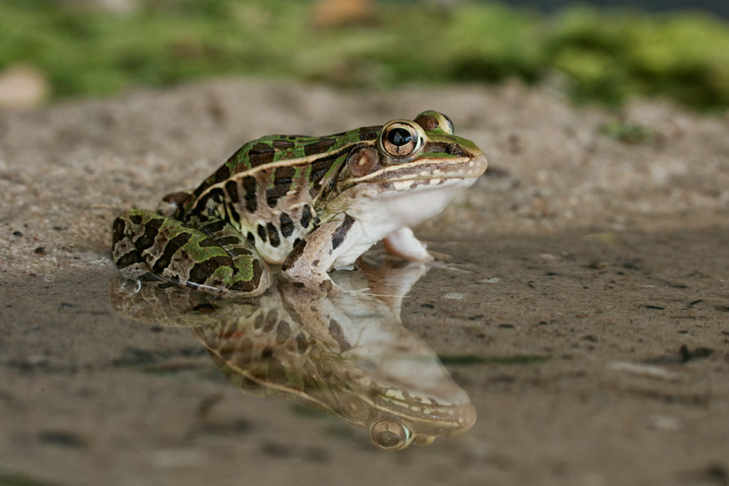 wildlife myths frogs