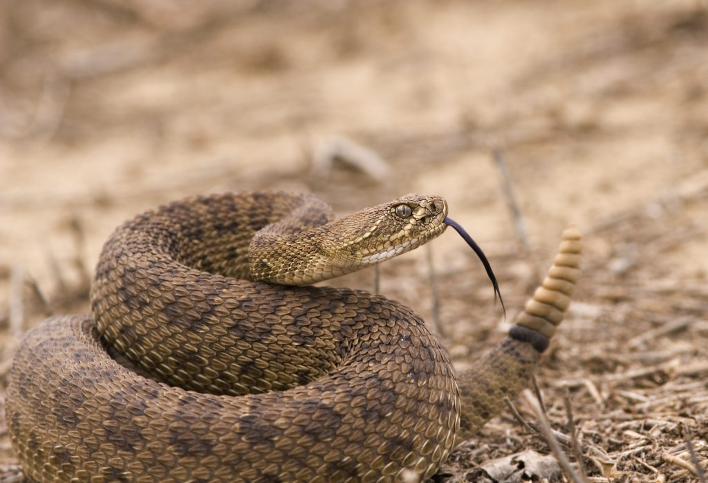 wildlife myths rattlesnakes