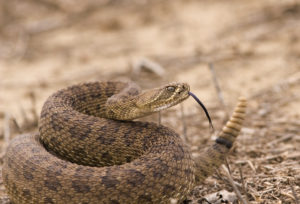 wildlife myths rattlesnakes