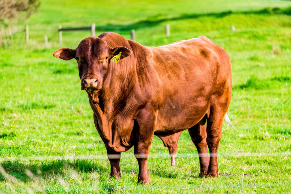 Santa Gertrudis cow breeds in Texas