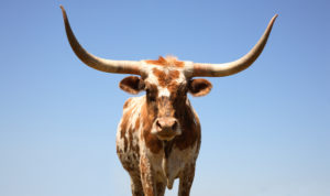 cow breeds in Texas