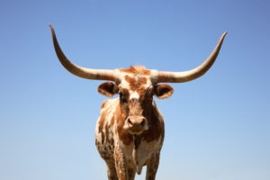 cow breeds in Texas