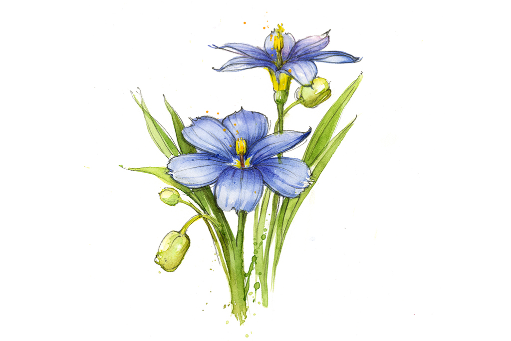 Texas wildflowers blue-eyed grass