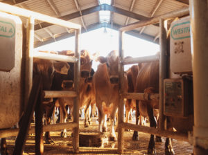 Knolle Dairy Farm
