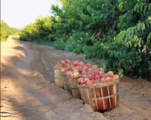 roadside fruit stand