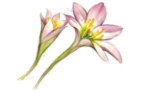 Texas wildflowers Rain Lily
