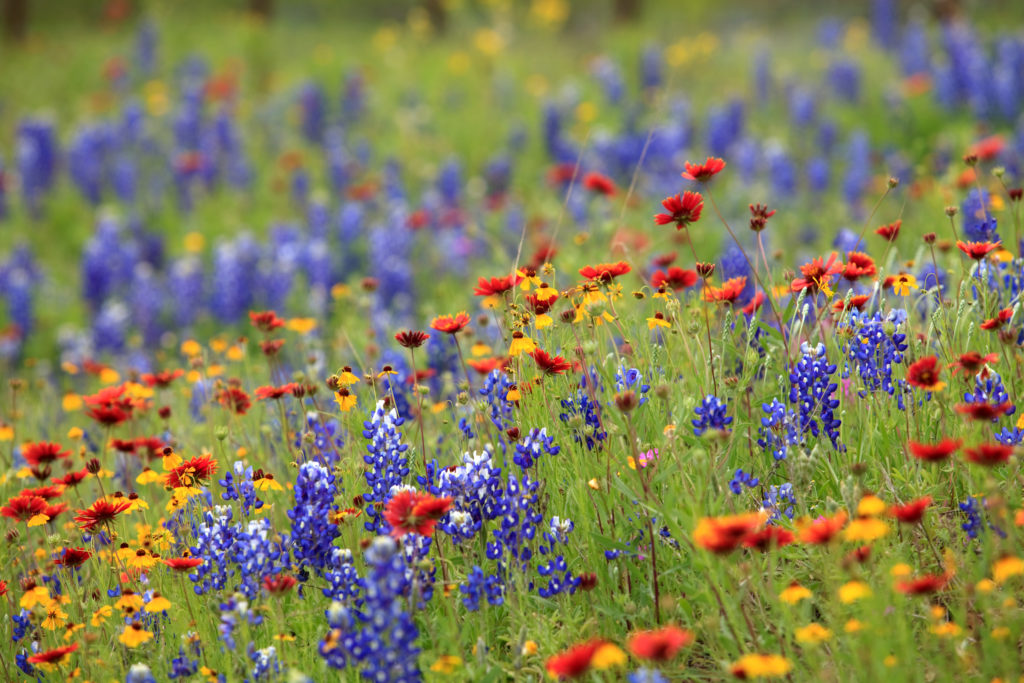 how to rewild wildflowers