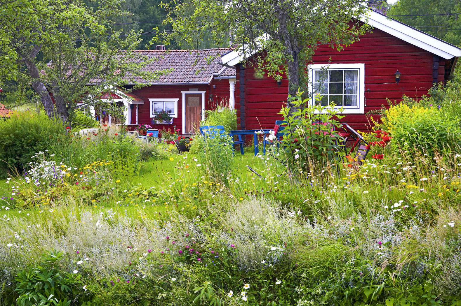 When and How to Plant Wildflower Seeds to Rewild Your Yard