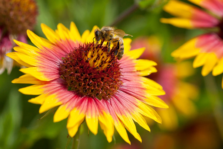 The Ultimate Guide to Texas Wildflower Identification | Texas Heritage ...