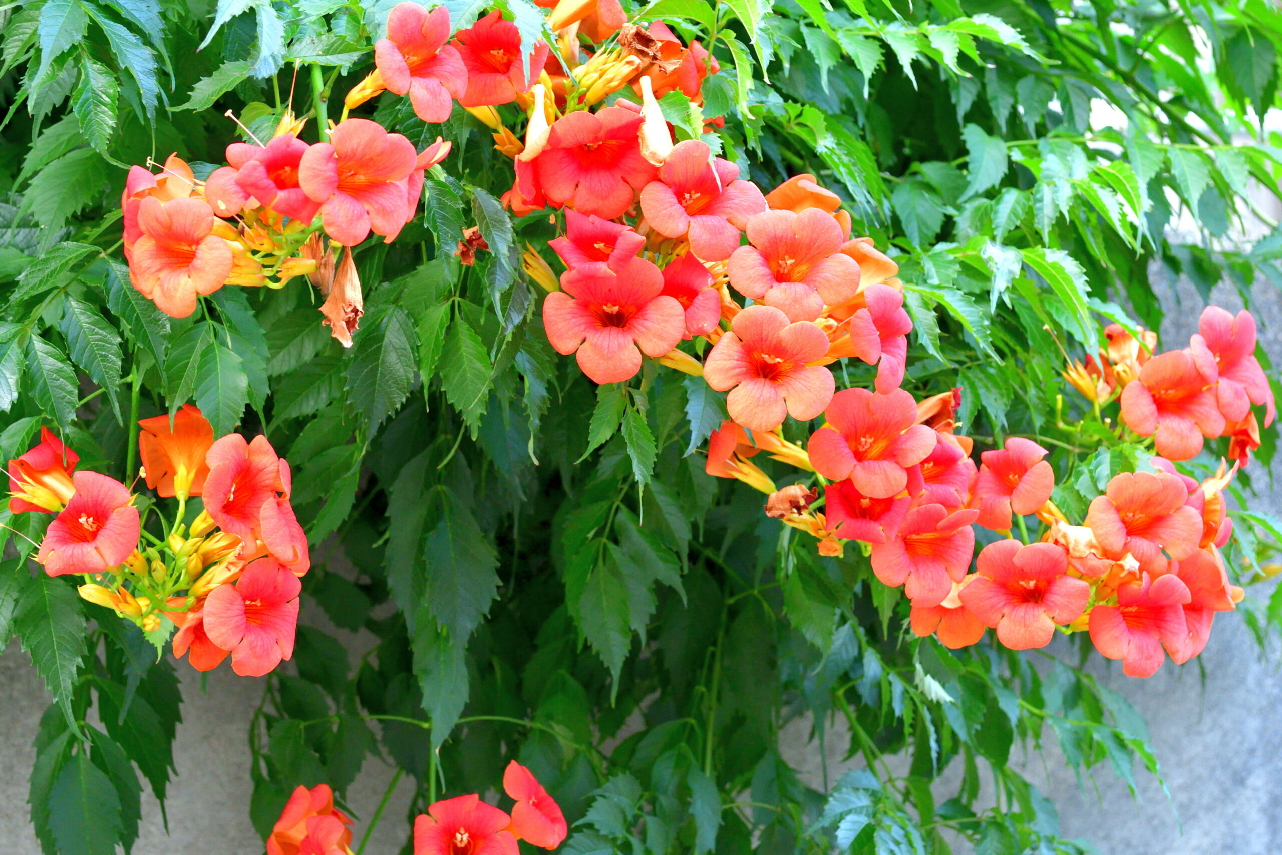 Say ‘Buh-Bye’ to Strangle Vines for Good | Texas Heritage for Living