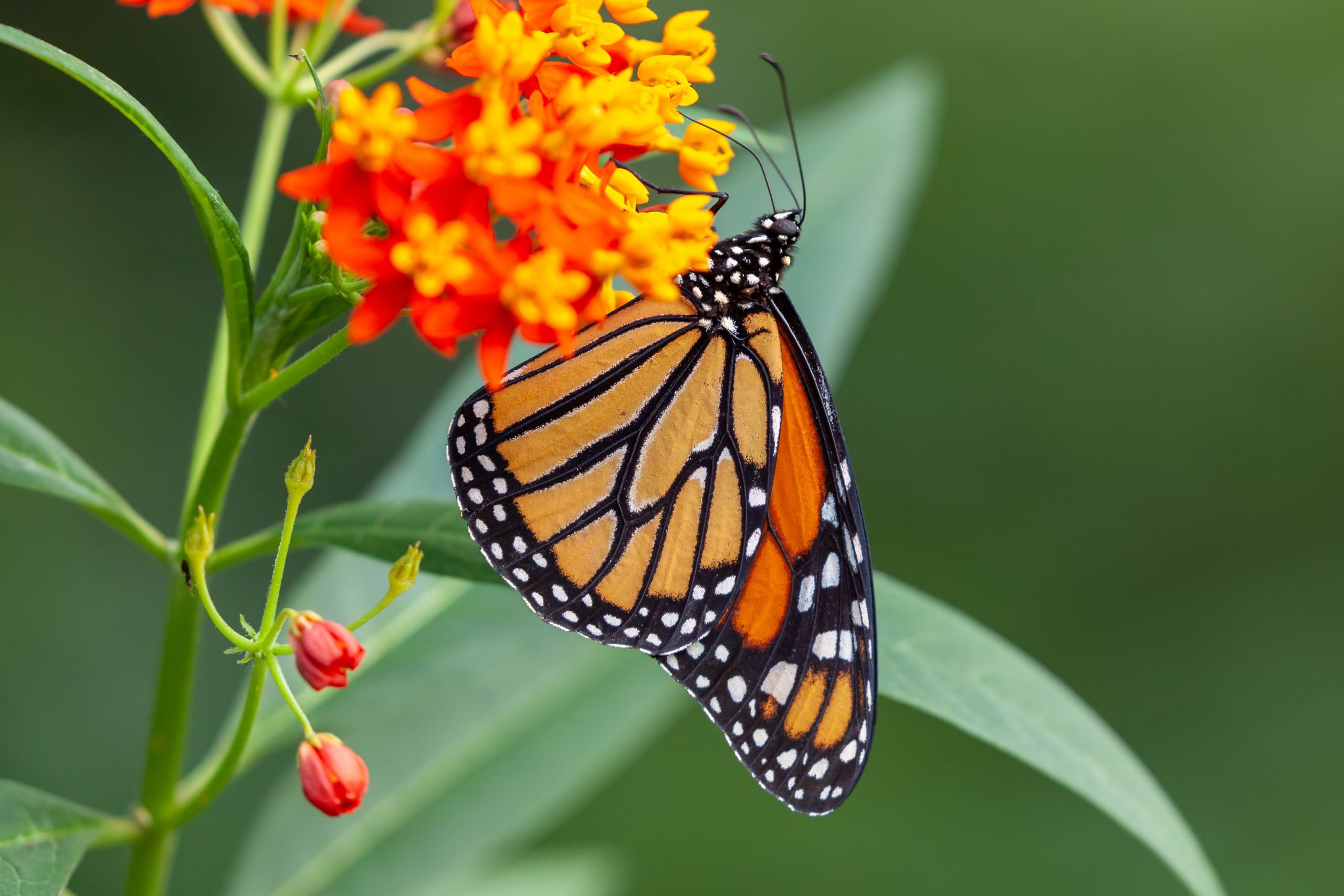 The Ultimate Guide to Texas’ Gardens & Orchards | Texas Heritage for Living