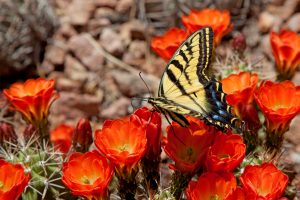 backyard wildlife