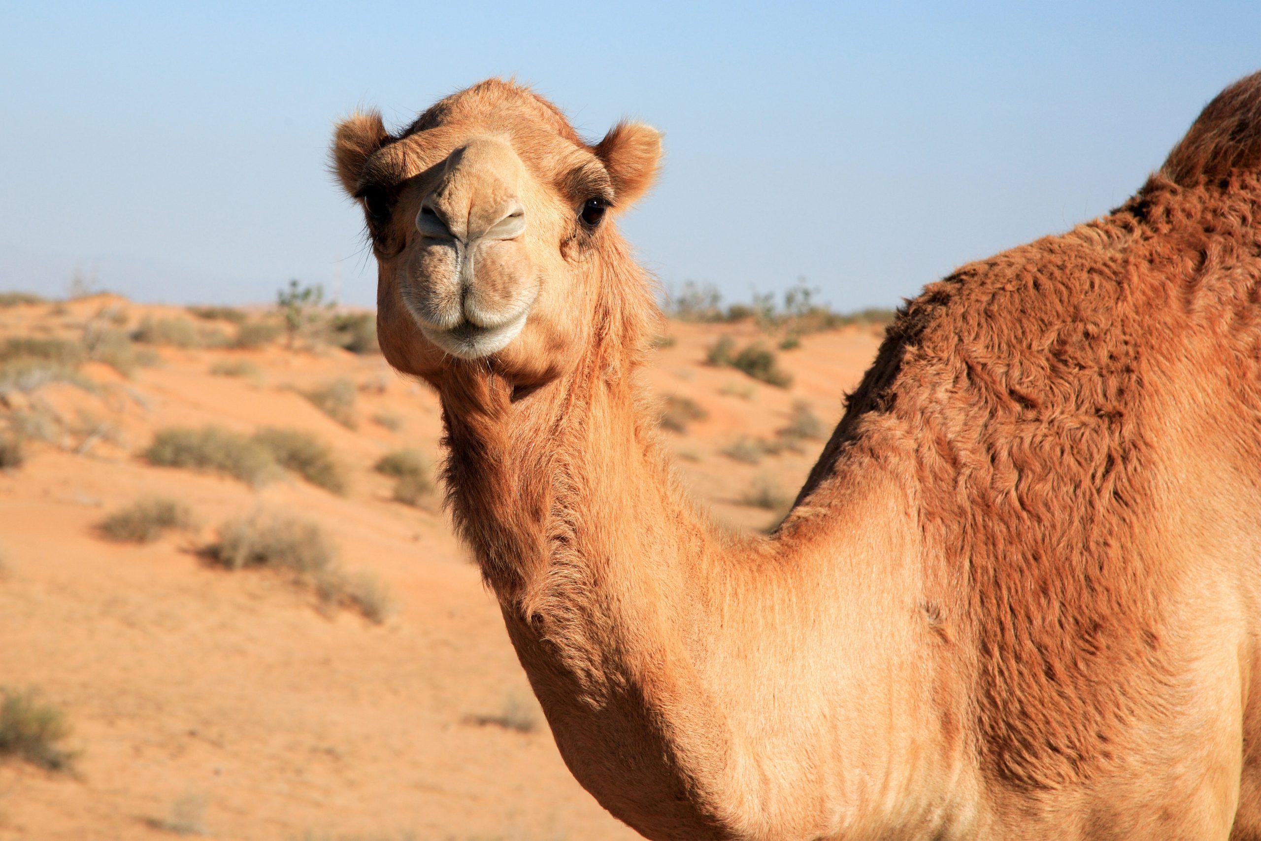 the great camel experiment