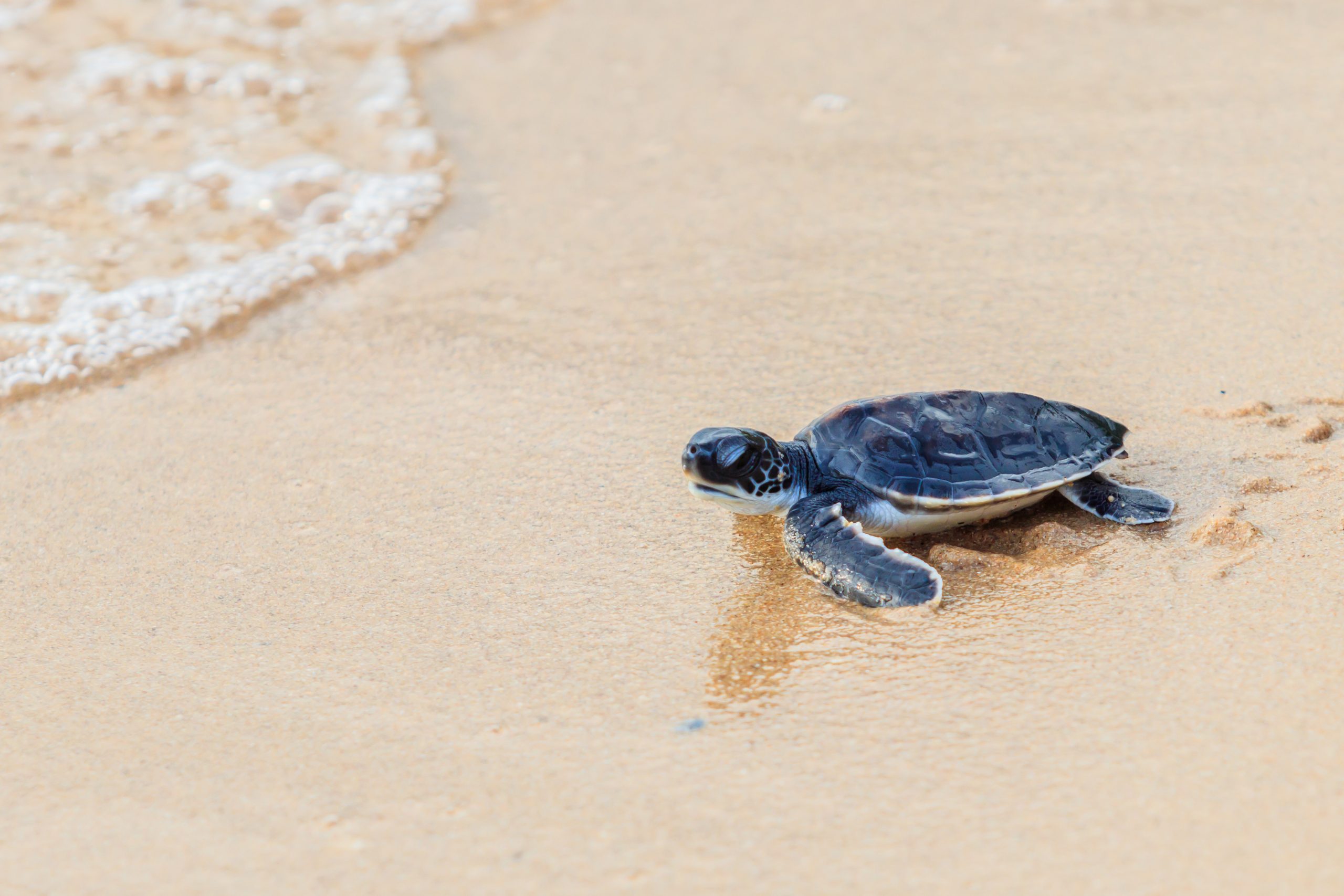 Bucket List-Sea Turtles | Texas Heritage for Living