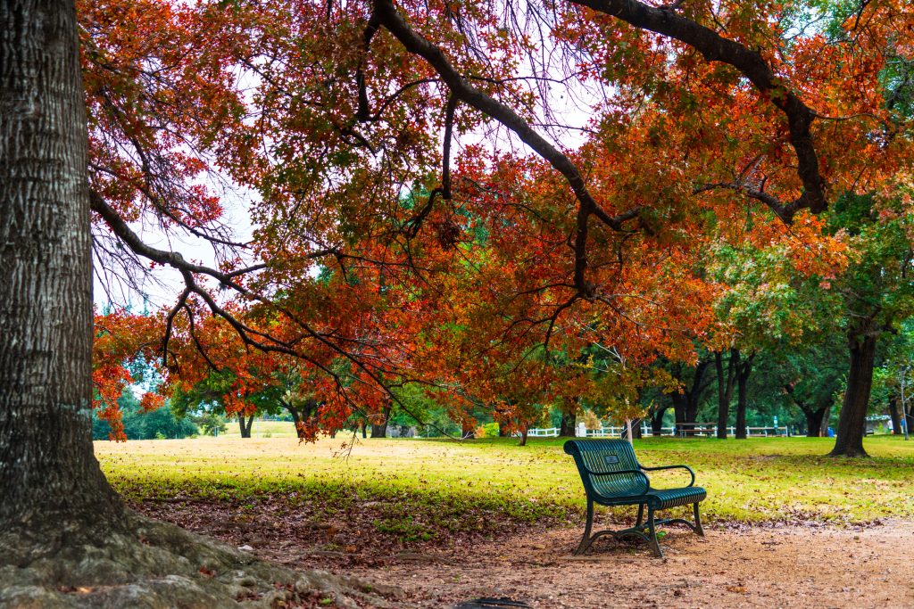 park bench under a large tree with fall foliage