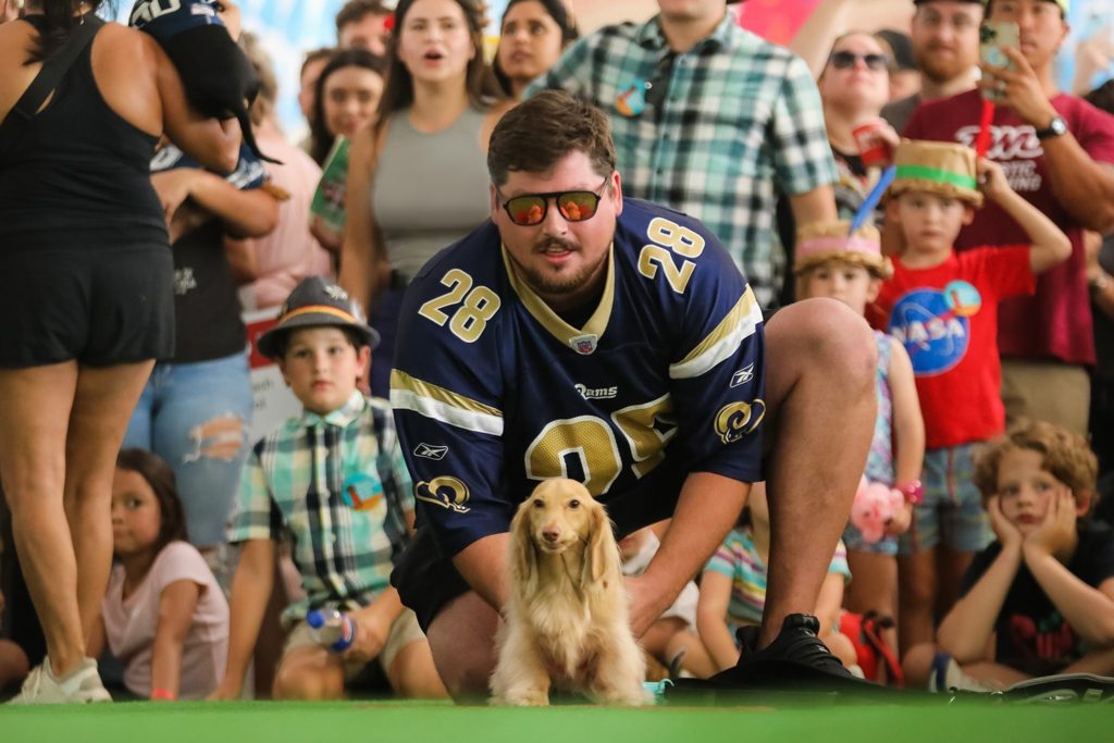 man in football jersey lines his long-haired dachshund up for the dachshund dash