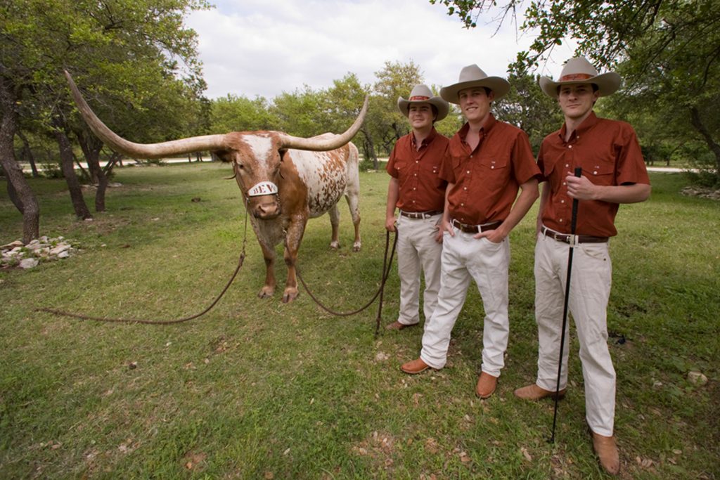 three male University of Texas students standing next to their live mascot, Bevo in a grassy area