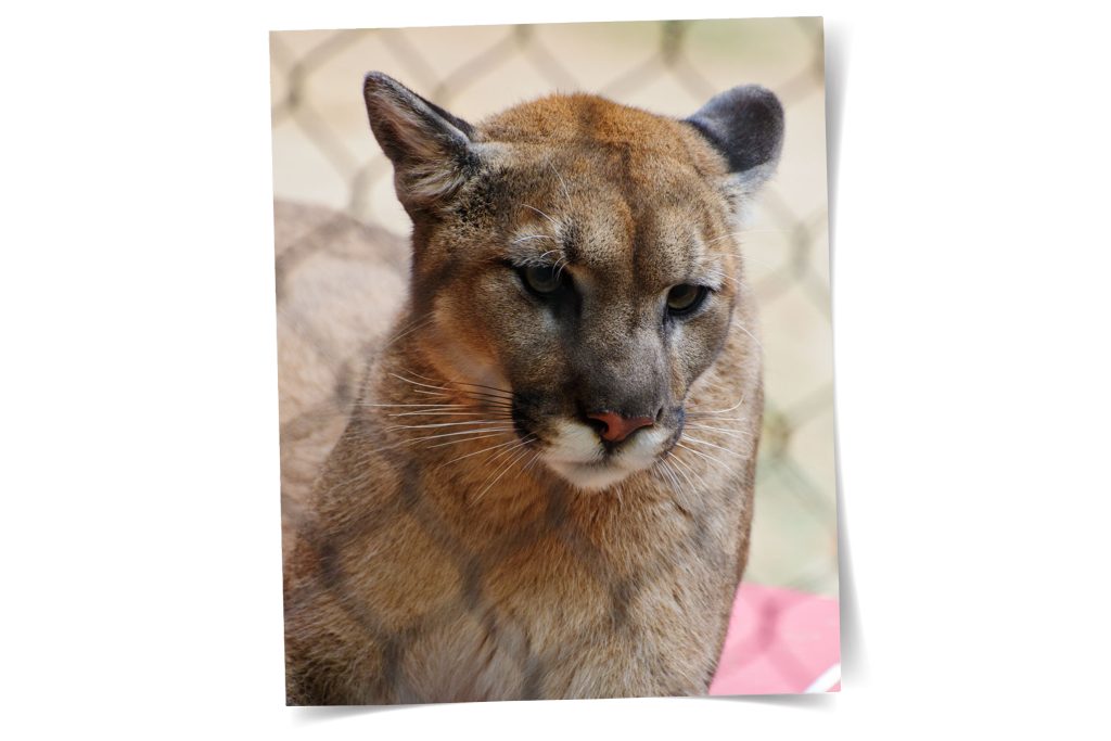 close up of Shasta the cougar in its shelter at the Houston Zoo