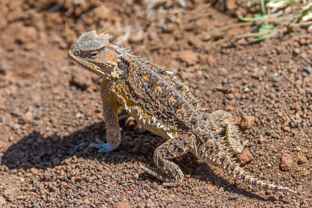 close up of a horned lizard