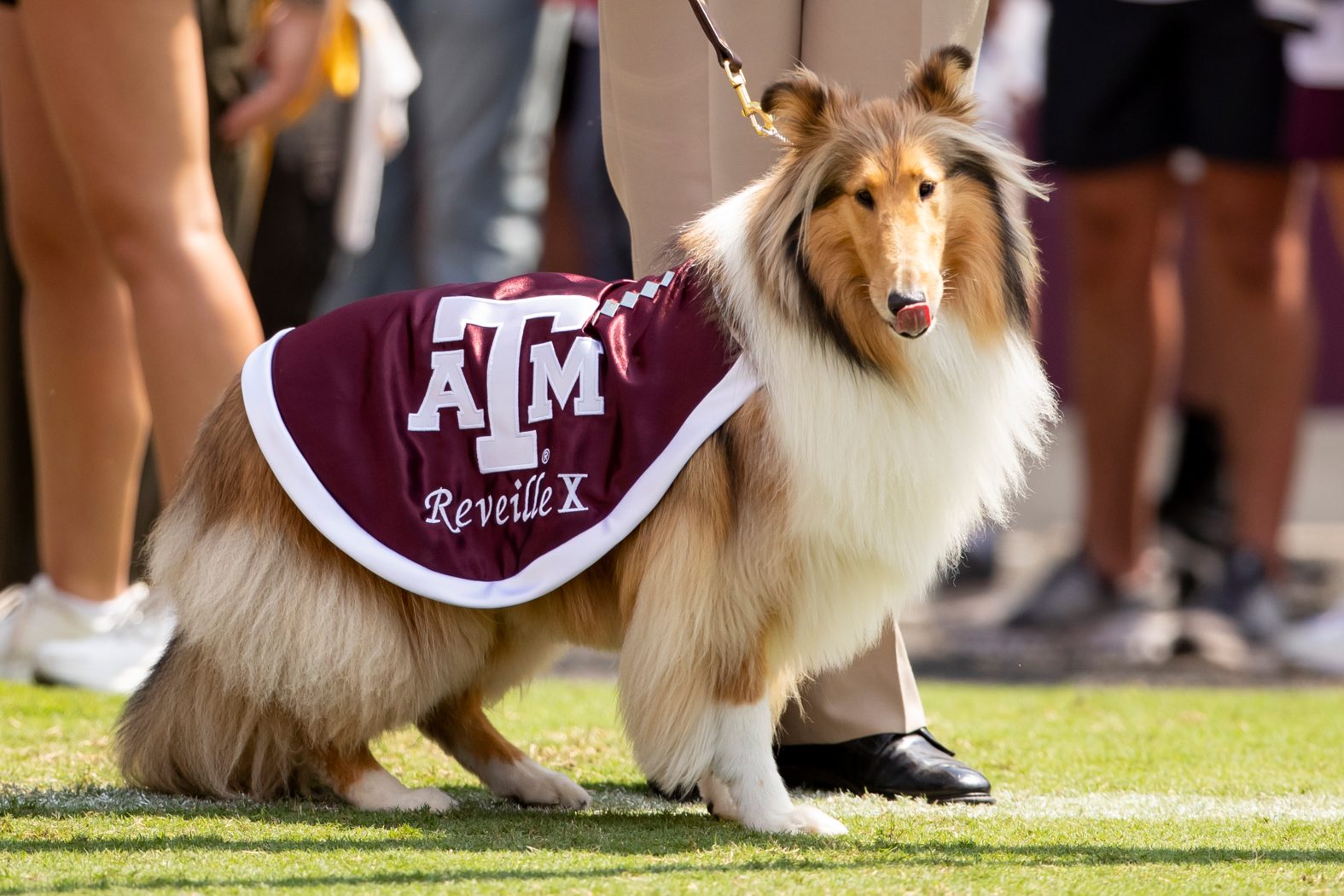 The Legends Behind 6 Texas College Mascots | Texas Heritage for Living