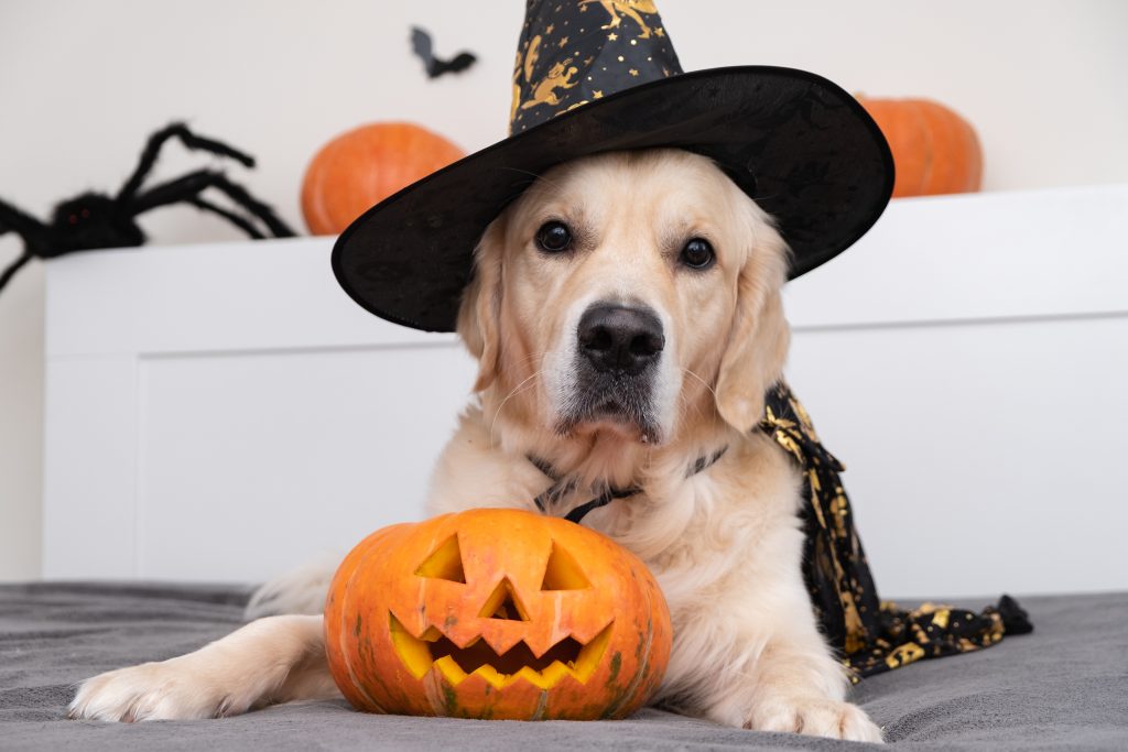 Golden Retriever dressed up as a witch for Halloween laying down with a jack-o-lantern between its paws