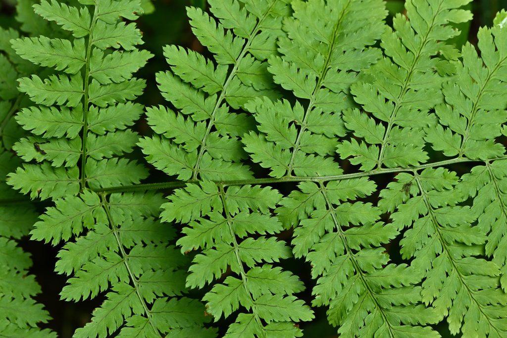 Close-up of wood fern leaves in a Connecticut forest