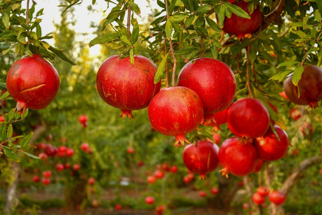 Winter fruit trees