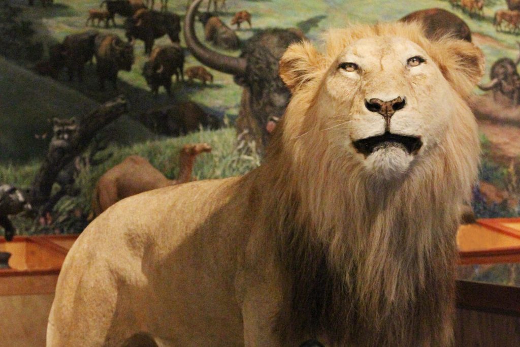 lion on display at the Brazos Valley Museum of Natural History