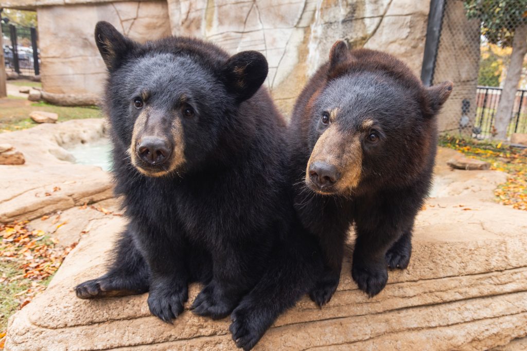 Baylor University's live mascots, two black bears, Indy and Belle. 