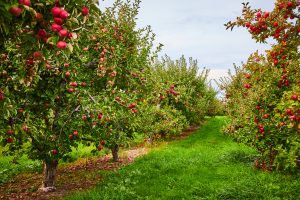 Winter fruit trees