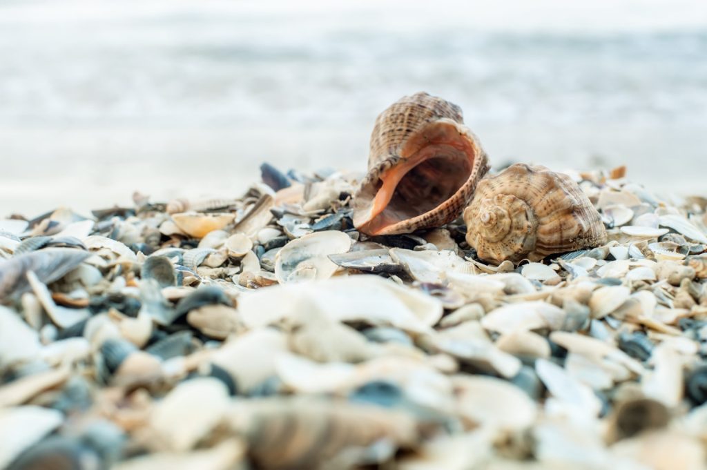 Shells near the beach.
